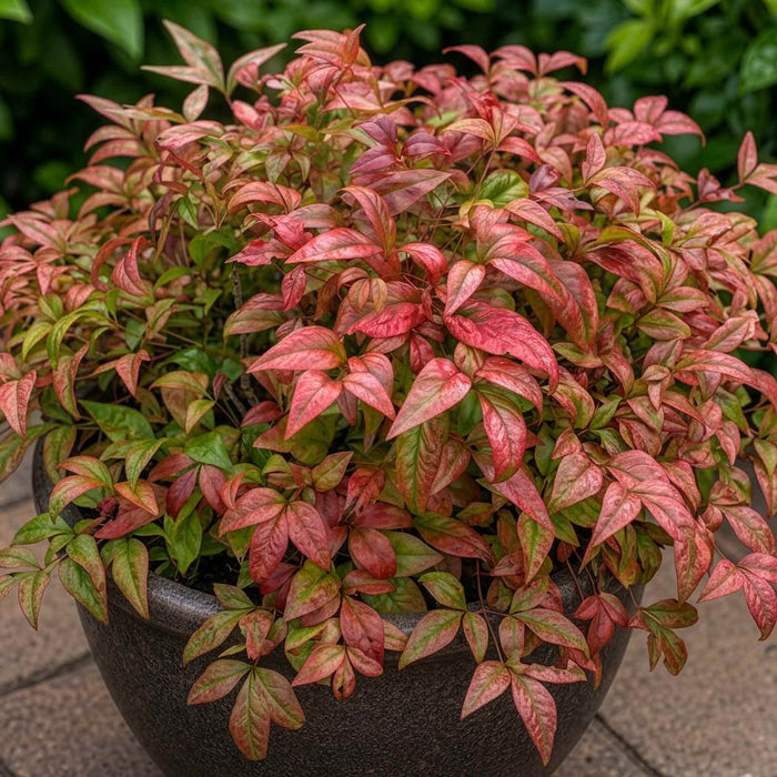 Nandina 'Fire Power'