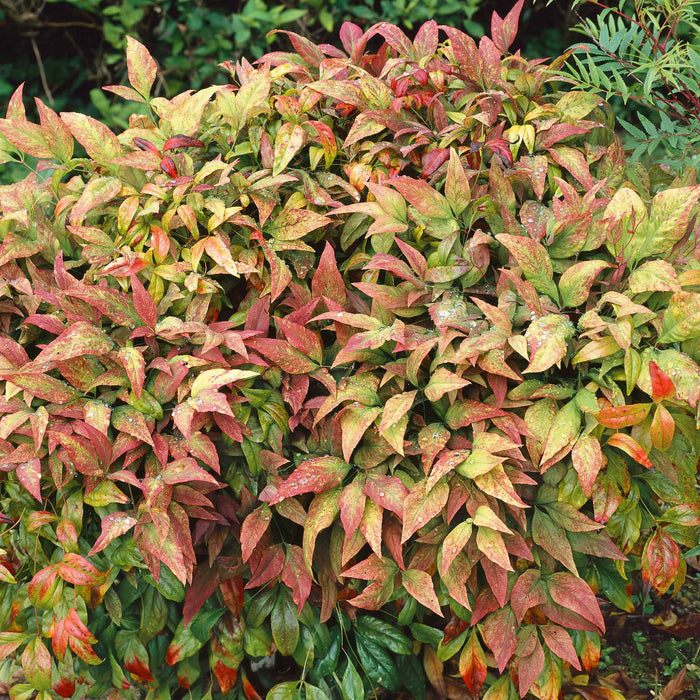 Nandina 'Fire Power'