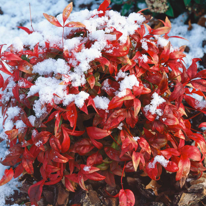 Nandina 'Fire Power'