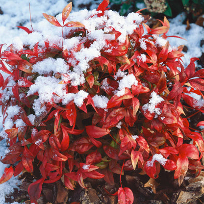 Nandina 'Fire Power'