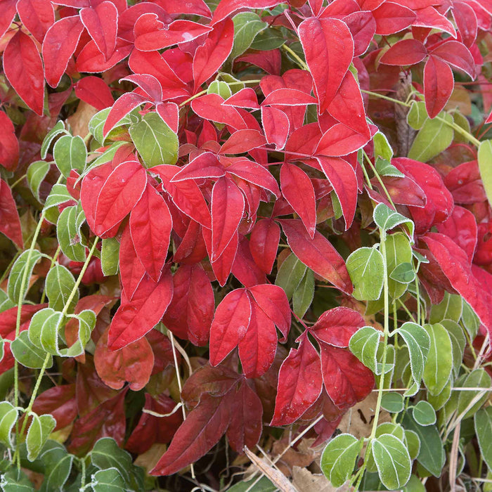 Nandina 'Fire Power'