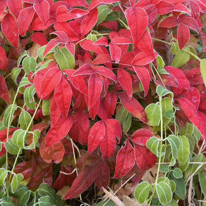 Nandina 'Fire Power'