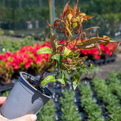 Nandina 'Fire Power'