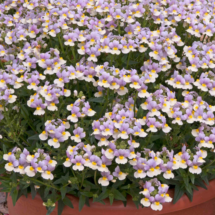 Nemesia Collection