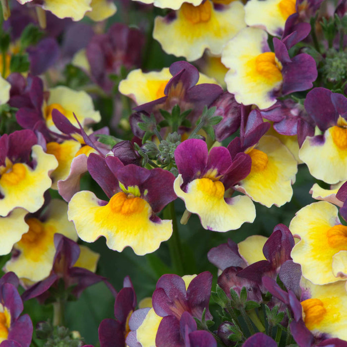 Nemesia Collection