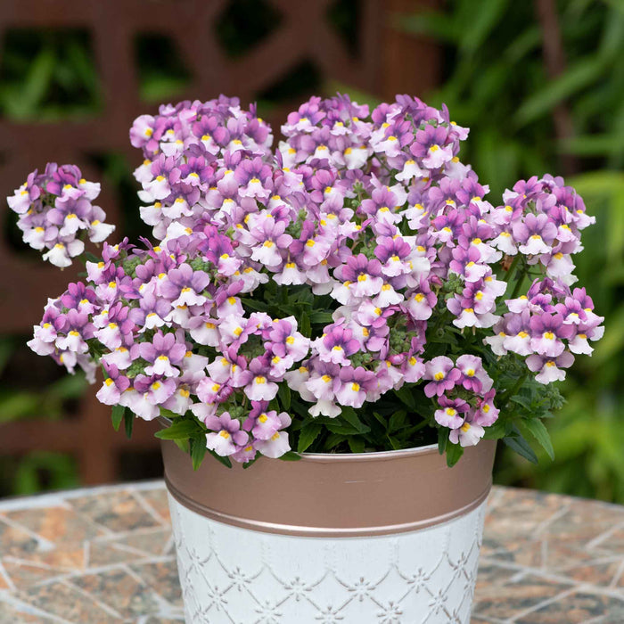 Nemesia Collection