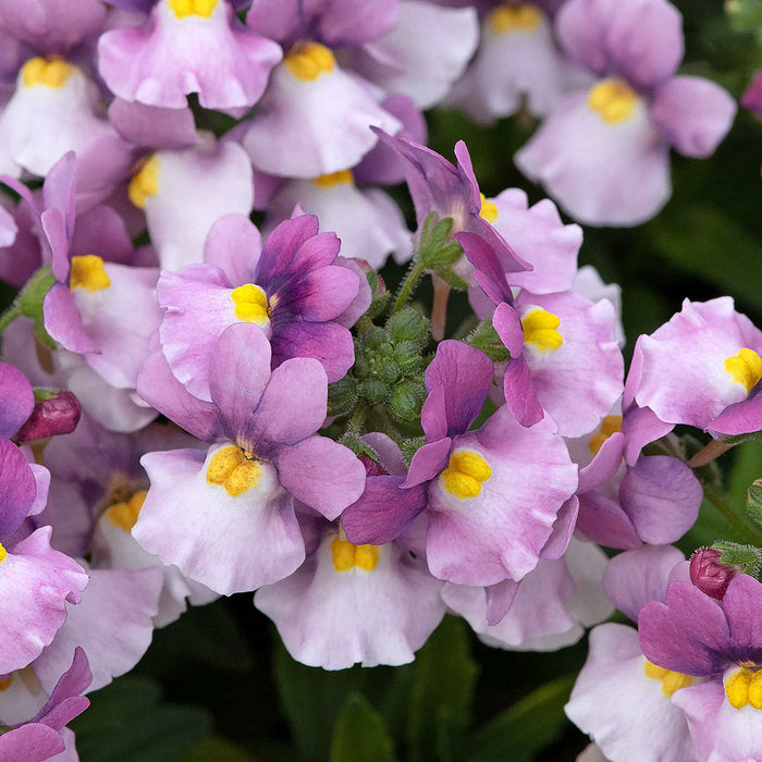 Nemesia Collection