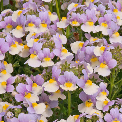 Nemesia Collection