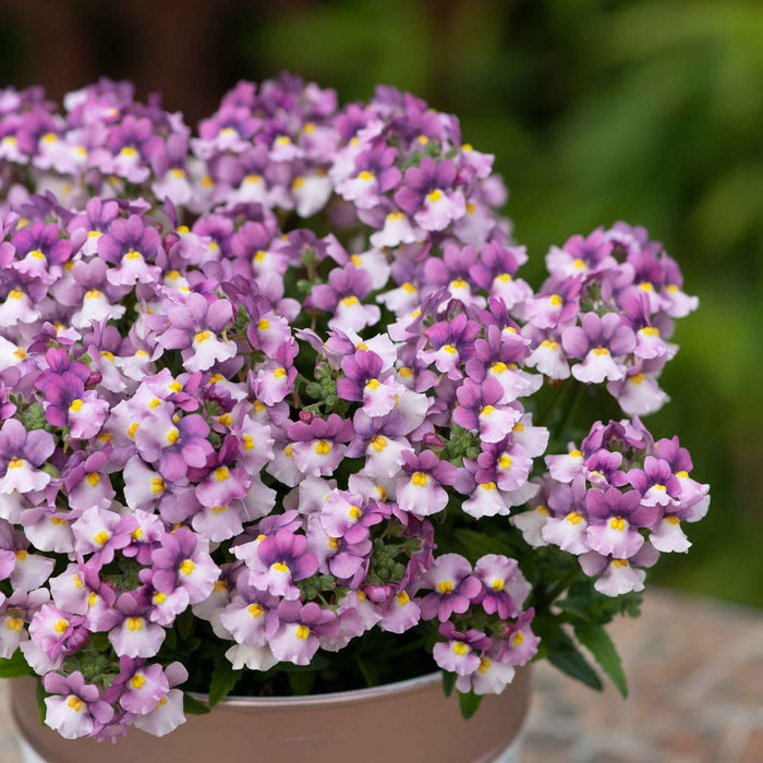 Nemesia Collection