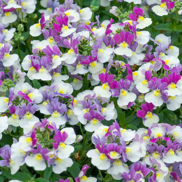 Close-up of purple, white, and yellow flowers with green leaves