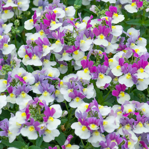 Close-up of purple, white, and yellow flowers with green leaves