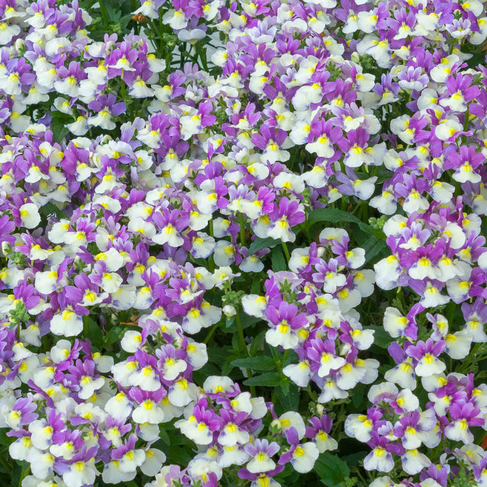 Nemesia 'Melody Aria'