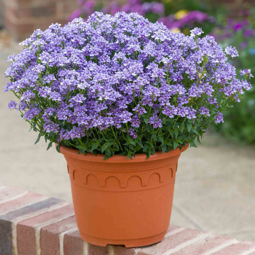 Nemesia 'Melody Lilac Blue'