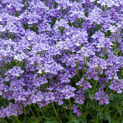 Close-up of a field of purple flowers with green stems.