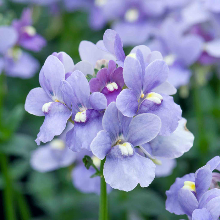 Nemesia 'Melody Lilac Blue'