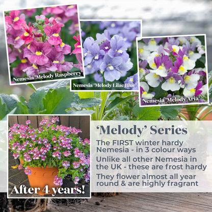 Nemesia 'Melody Lilac Blue'