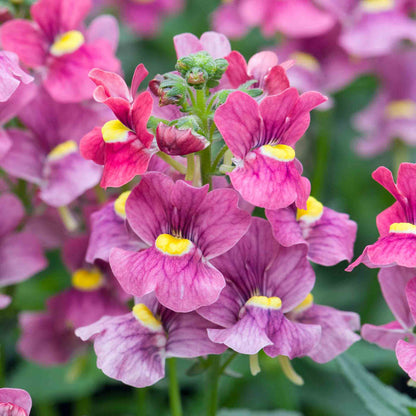 Close-up of pink flowers with yellow centers on a blurred green background