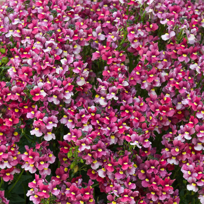 Nemesia 'Melody Raspberry'