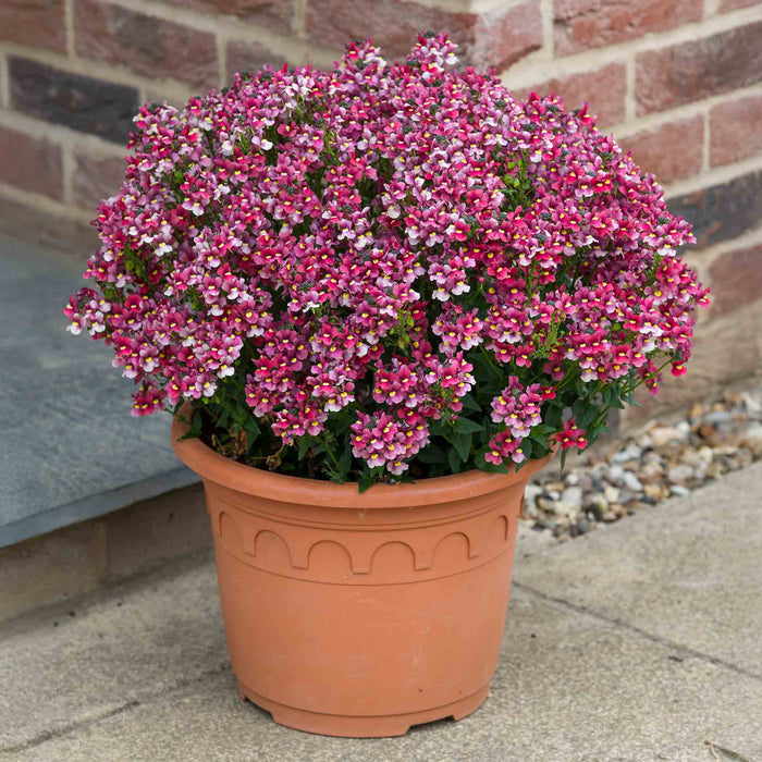 Potted plant with pink and white flowers in front of a brick wall.