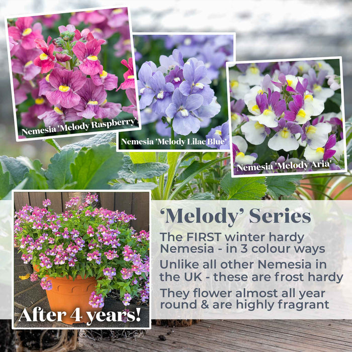 Nemesia 'Melody Raspberry'