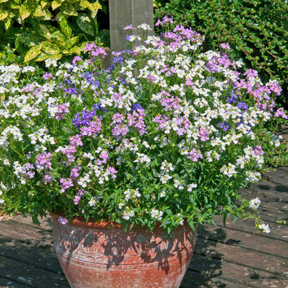Nemesia 'Poetry Mix'