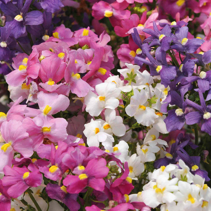 Nemesia 'Poetry Mix'