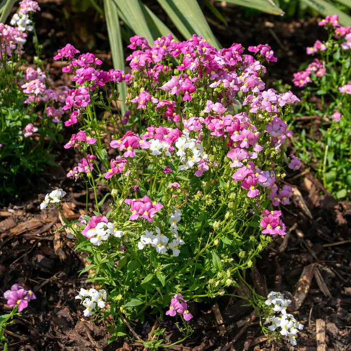 Nemesia 'Poetry Mix'