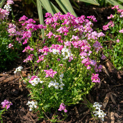 Nemesia 'Poetry Mix'