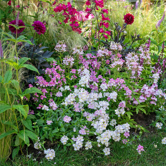Nemesia 'Poetry Mix'