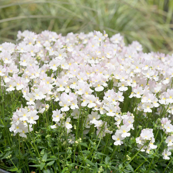 Nemesia 'Wisley Vanilla'
