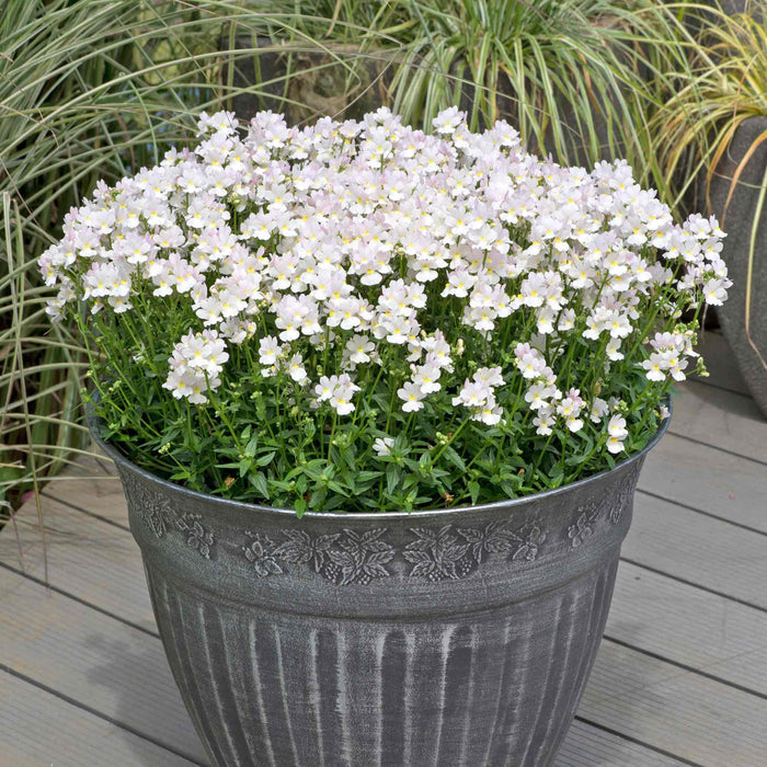 Nemesia 'Wisley Vanilla'