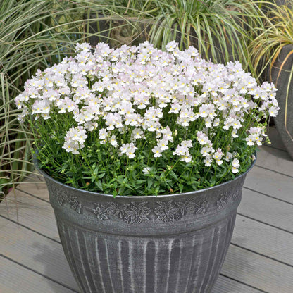 Nemesia 'Wisley Vanilla'