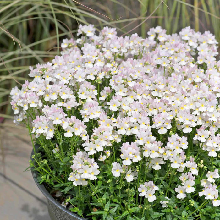 Nemesia 'Wisley Vanilla'