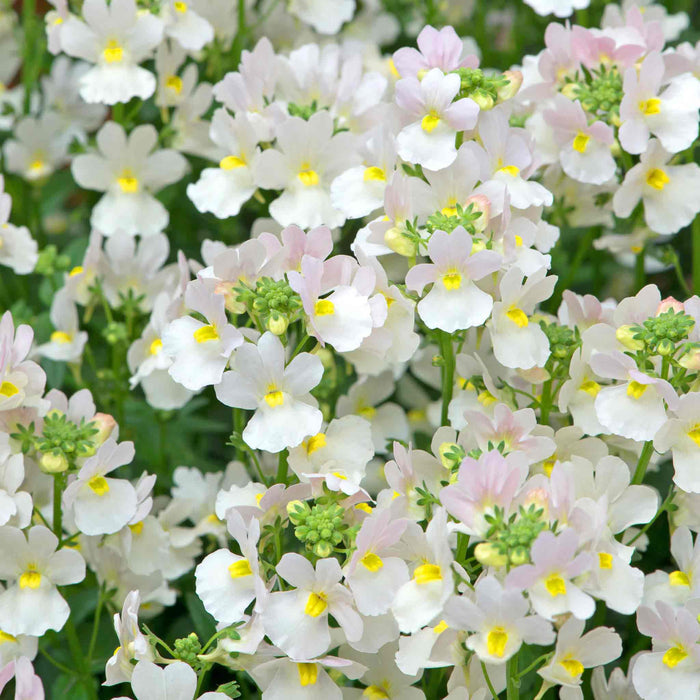 Nemesia 'Wisley Vanilla'