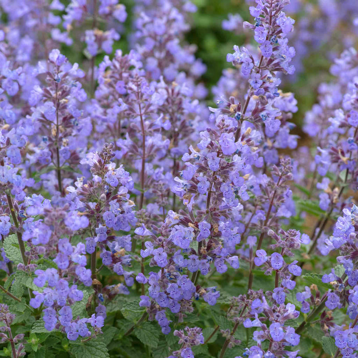 Nepeta 'Purssian Blue'