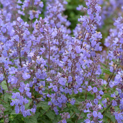 Nepeta 'Purssian Blue'