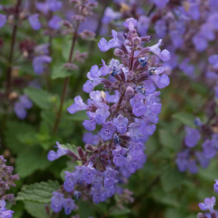Nepeta 'Purssian Blue'