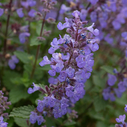 Nepeta 'Purssian Blue'