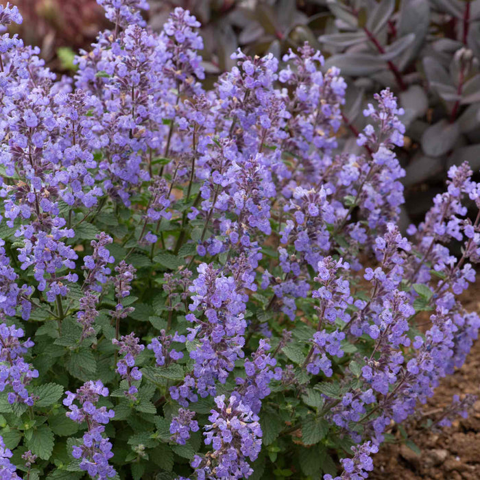 Nepeta 'Purssian Blue'
