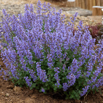 Nepeta 'Purssian Blue'