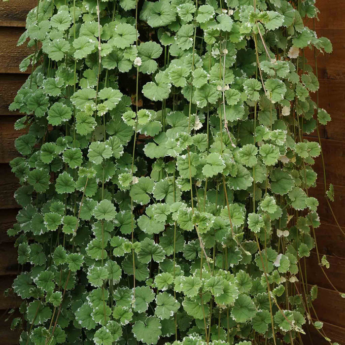 Nepeta 'Variegated'