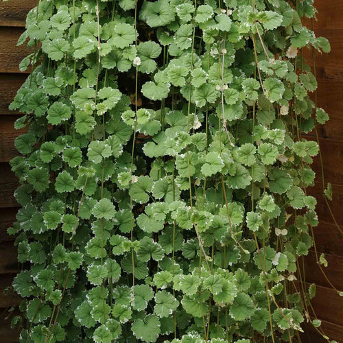 Nepeta 'Variegated'