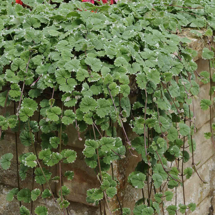 Nepeta 'Variegated'