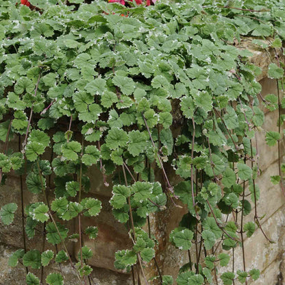 Nepeta 'Variegated'