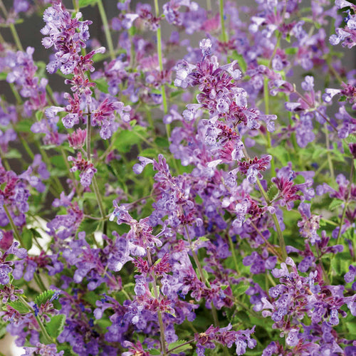 Nepeta 'Walkers Low'