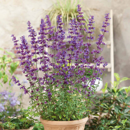 Nepeta 'Walkers Low'