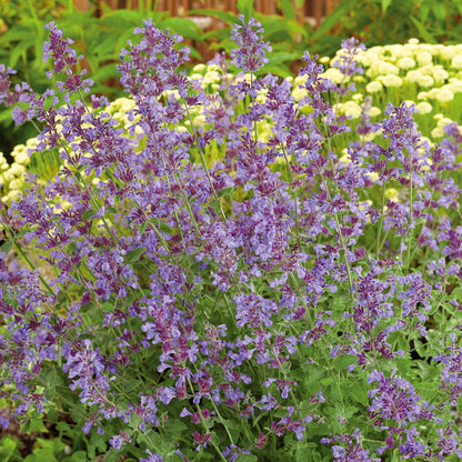 Nepeta 'Walkers Low'
