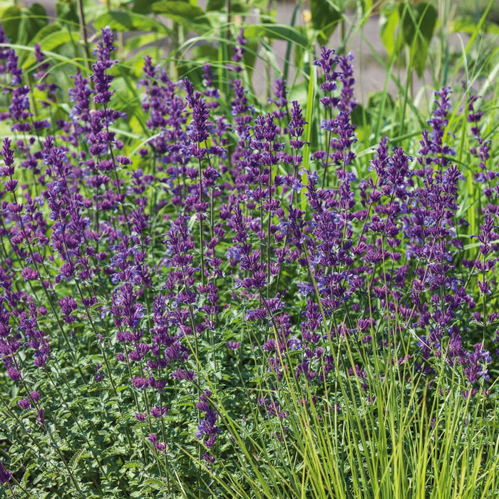 Nepeta 'Walkers Low'
