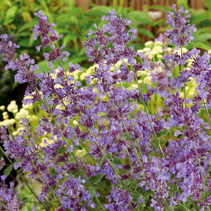 Nepeta 'Walkers Low'