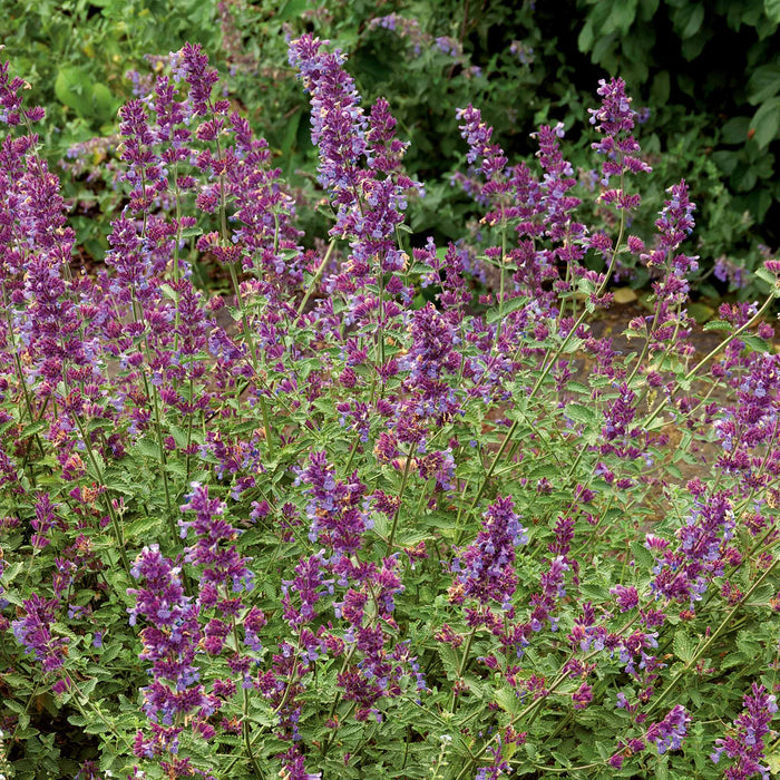 Nepeta 'Walkers Low'